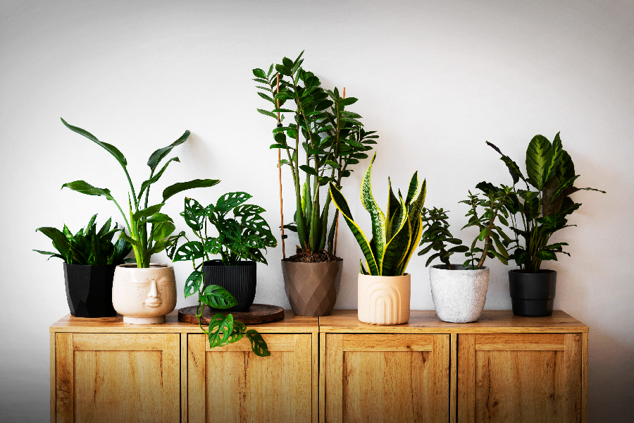 10 Best Plants for Your Home